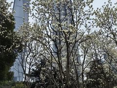-陆家嘴中心绿地
