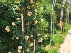 -名花谷生态庄园