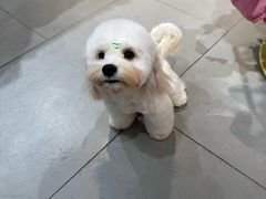 -PET WISH宠物愿望(BFC外滩金融中心店)