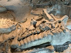 -自贡恐龙博物馆