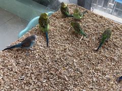 -怪兽屋·羊驼·猫咖·狗咖(俊华广场店)