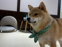 -逗柴咖啡屋·狗咖猫咖宠物桌游