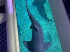 -暹罗海洋世界