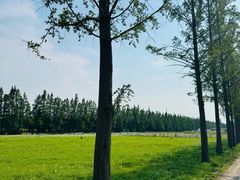 -上海长兴岛郊野公园