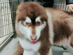 -宠福鑫康馨动物医院·骨科·眼科