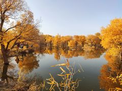 -金塔沙漠胡杨林景区
