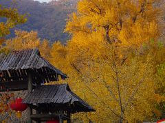 -遵化市禅林寺古银杏风景园