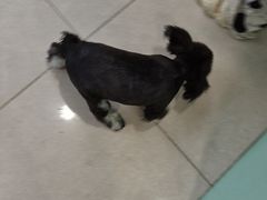 -佳雯宠物医院·皮肤科·内外科(春晓路分院)