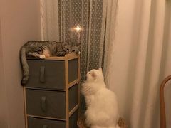 -猫色咖啡·猫咖