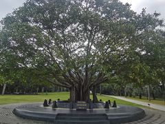 -深圳仙湖植物园