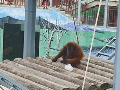 -西霞口神雕山野生动物世界