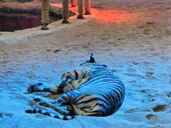 -清迈夜间动物园