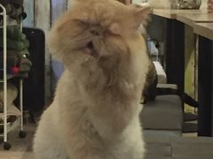 -小时光咖啡馆(开森度假森林店)