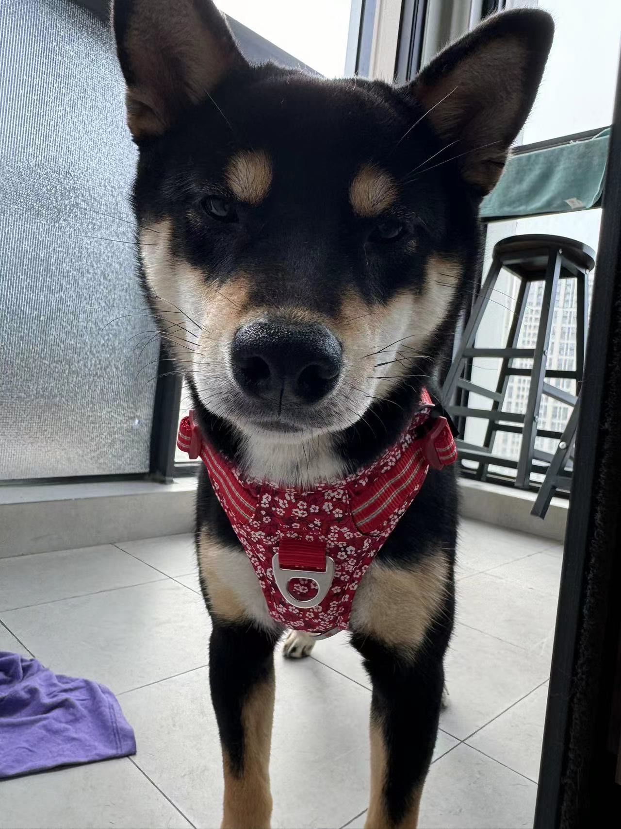 一条小黑柴能有什么坏心思呢