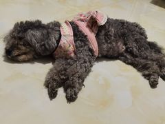-北京观赏动物医院·24小时大型综合·猫专科·异宠专科
