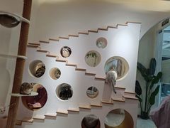 -猫域·湾主题猫咖·宠物吧(南坪城市广场店)