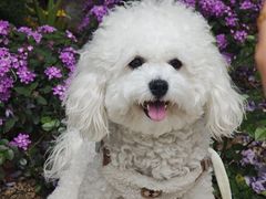 -柠檬花院烤肉·围炉煮茶·草坪团建·生日派对(三圣乡店)