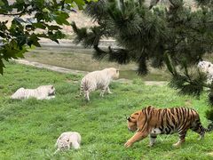 -西霞口神雕山野生动物世界
