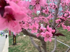 -西海子公园