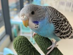 -怪兽屋·羊驼·猫咖·狗咖(俊华广场店)