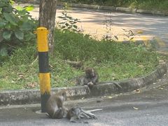 -武吉知马自然保护区