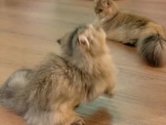 -柯斗斗主题餐厅·狗咖·围炉煮茶·茶饮(国瑞升平里店)