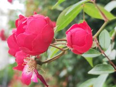 -无锡师范学校附属小学(学前街校区)