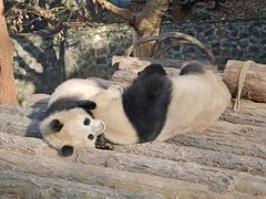 -都江堰中华大熊猫苑