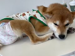 -怪兽屋·羊驼·猫咖·狗咖(俊华广场店)