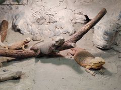 -上海大自然野生昆虫馆