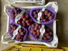 -马陆小张葡萄园农家乐