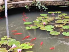 -野象谷景区