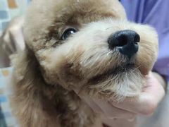 -宠颐生猫科·内科皮肤科(西平世纪城店)