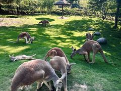-泉州海丝野生动物世界
