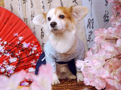 -超宠爱宠物摄影-Super pet