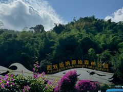 -西双版纳原始森林公园
