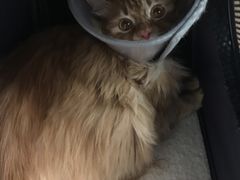 -西安京西宠物医院·瘫痪·疑难杂症