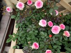 -龙大花卉苗木市场