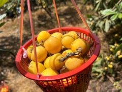 -苏州香山国际大酒店