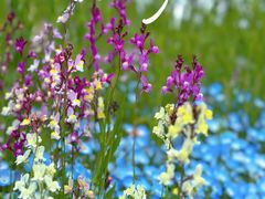 -花开海上生态园