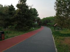 -大兴滨河森林公园