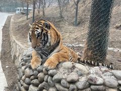 -栾川竹海野生动物园