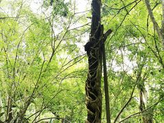 -中国科学院西双版纳热带植物园