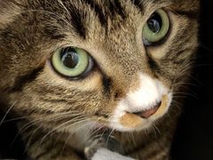-纳吉亚猫专科动物诊疗中心(蒋宅口分院)