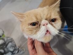-三花喵·撸猫购宠·宠物生活馆(虹桥南丰城店)