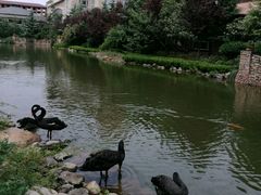 -芭东小镇温泉