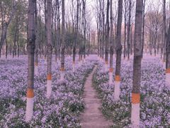 -东升八家郊野公园