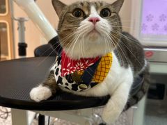 -momokira米努特·德文卷毛猫·棉花面纱犬