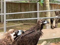 -西霞口神雕山野生动物世界