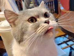 -猫色咖啡·猫咖